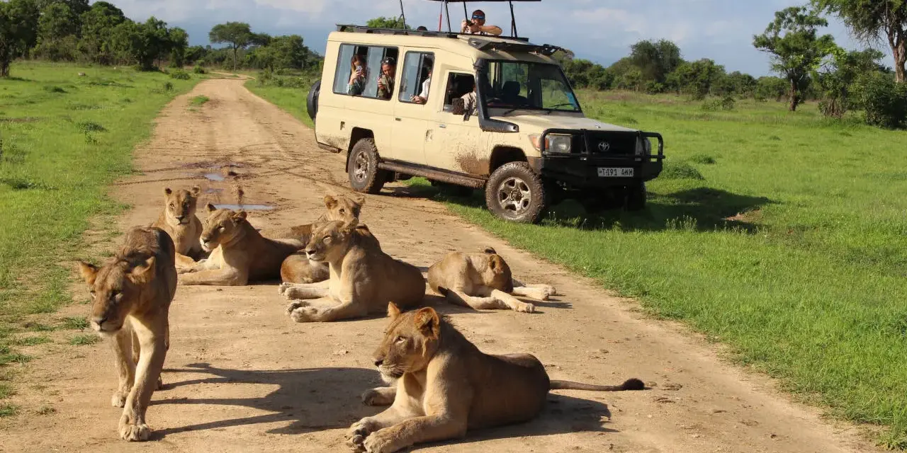 Lwy na drodze w Tanzanii, obok samochodu terenowego z turystami. Niesamowite zanzibar zwierzęta w ich naturalnym środowisku.