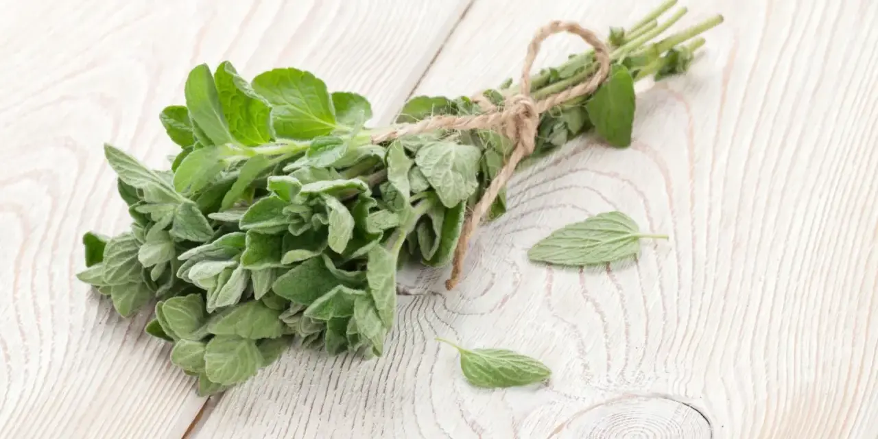 Pęczek świeżego oregano, znanego z tego, że jest jednym z najsilniejszych ziół przeciwgrzybiczych, leży na drewnianym blacie.