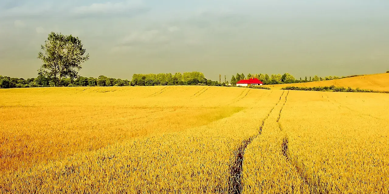 Złote pole pszenicy, samotne drzewo i dom z czerwonym dachem. Idealne miejsce na agro turystykę.
