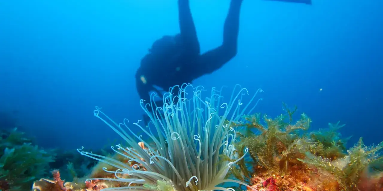 Buceador observa la rica biodiversidad marina, con una anémona y algas en primer plano.