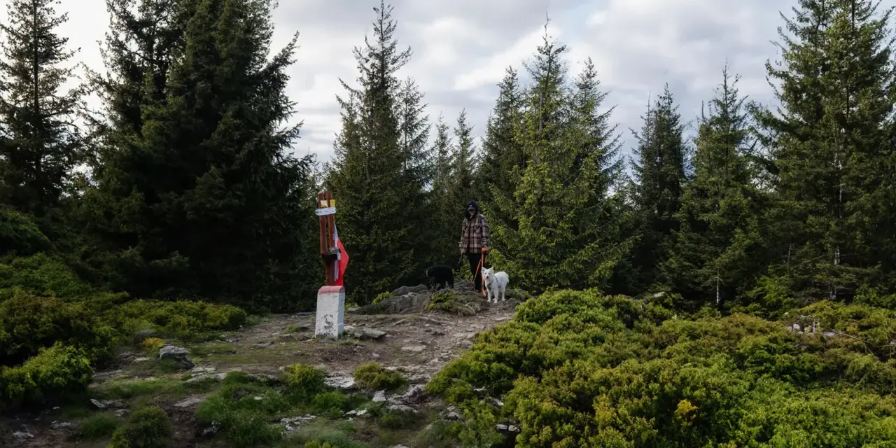 Na szlaku do najwyższego szczytu Gór Złotych. Osoba z dwoma psami przy słupku granicznym.
