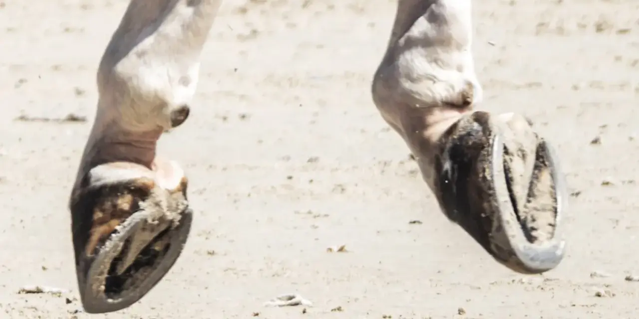 Gros plan sur les pieds d'un cheval, sabots ferrés sur le sable. On dirait un radio pied cheval en mouvement.