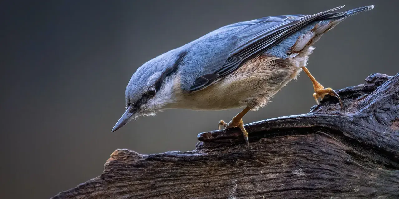 Ptak siada na gałęzi. Wspaniała fotografia przyrody.