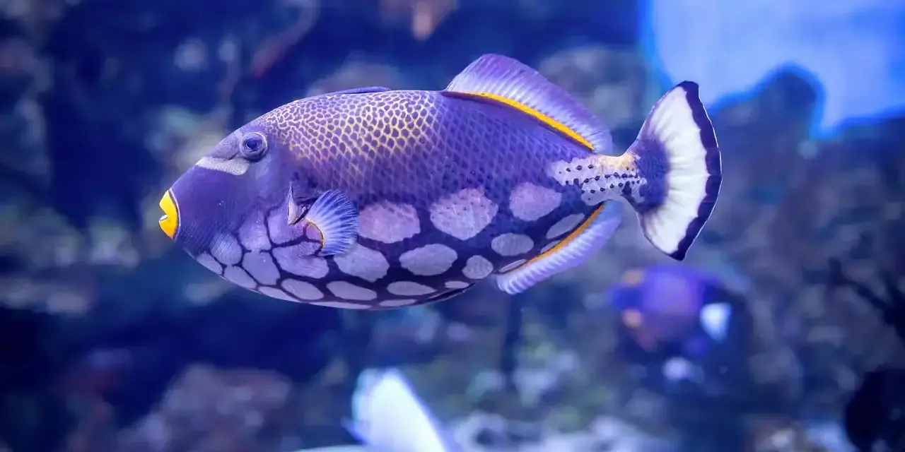 Un vibrante pez ballesta morado con manchas blancas y boca amarilla nada en un acuario azul.