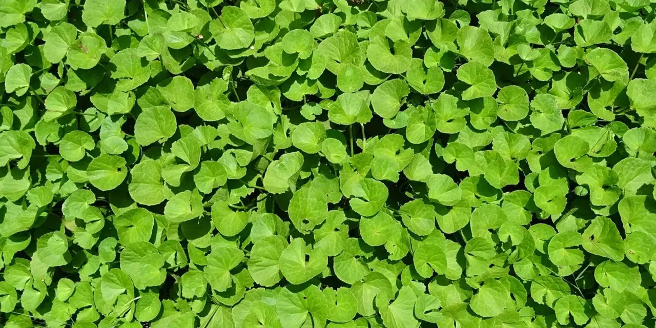 Feuillage dense de centella asiatica, plante aux multiples centella asiatica bienfaits visage pour une peau éclatante.