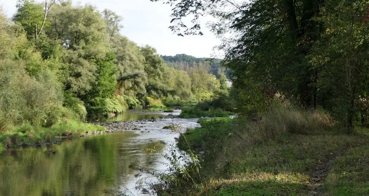 Malowniczy zakręt rzeki, idealny na rowerowy Cieszyn. Zielone drzewa odbijają się w spokojnej wodzie, a ścieżka wije się wśród traw.