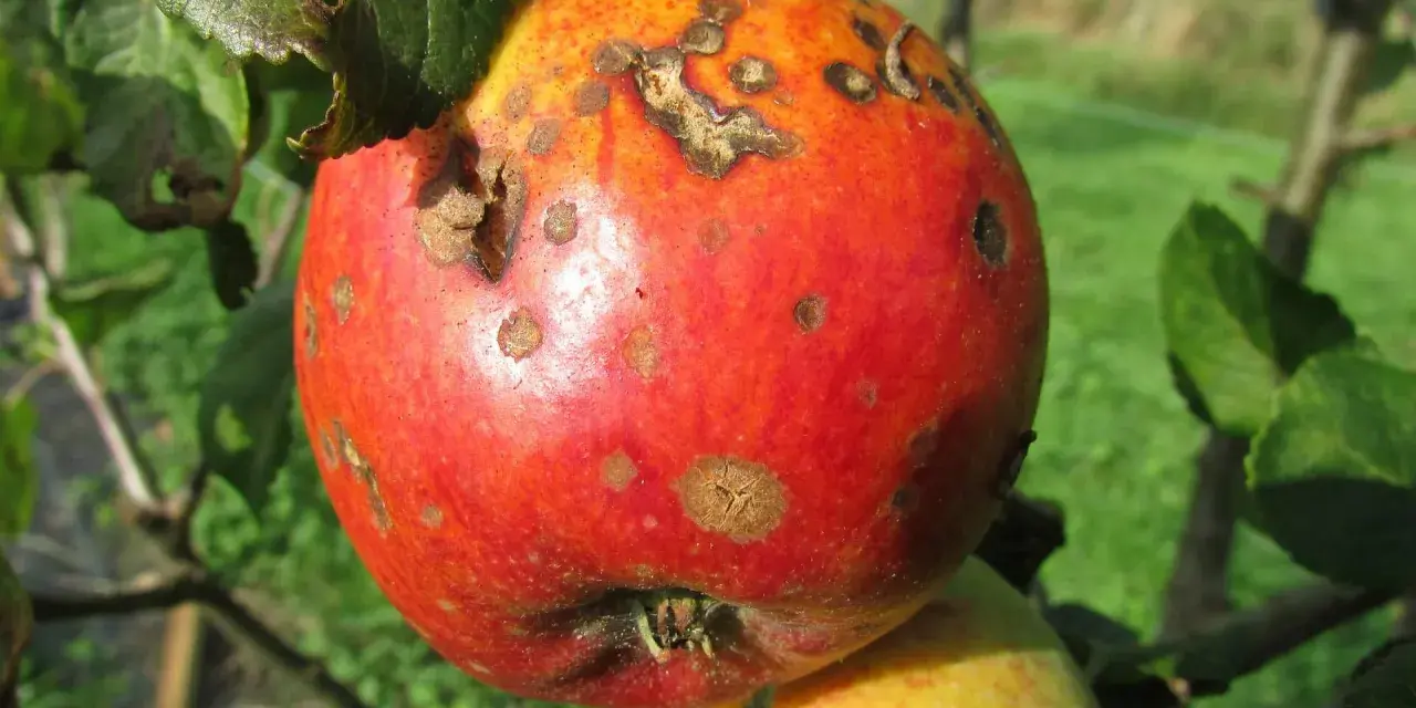 Manzana con manchas, mostrando el uso de tierra de diatomeas como fungicida para proteger la fruta de enfermedades.