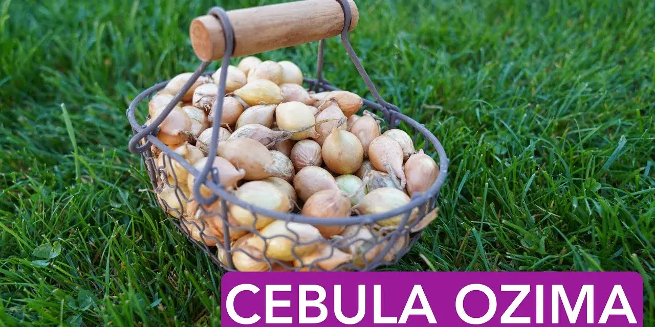 Jak się sadzi cebulę? Sprawdź najlepsze metody i porady na sukces
