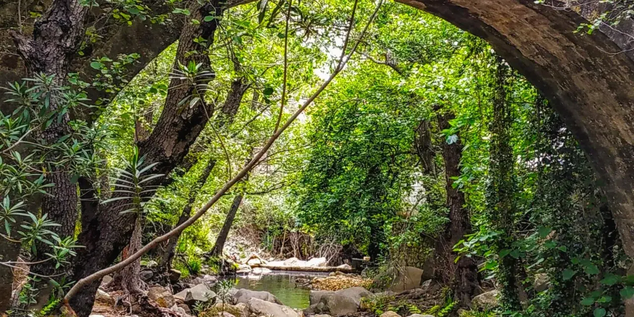 Un arroyo serpentea bajo un puente de piedra cubierto de vegetación, parte de la ruta arroyo de la miel.