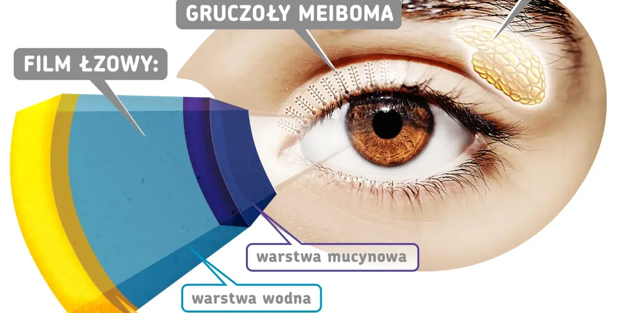 Schemat oka z zaznaczonym gruczołem łzowym, gruczołami Meiboma i warstwami filmu łzowego: lipidową, wodną i mucynową.