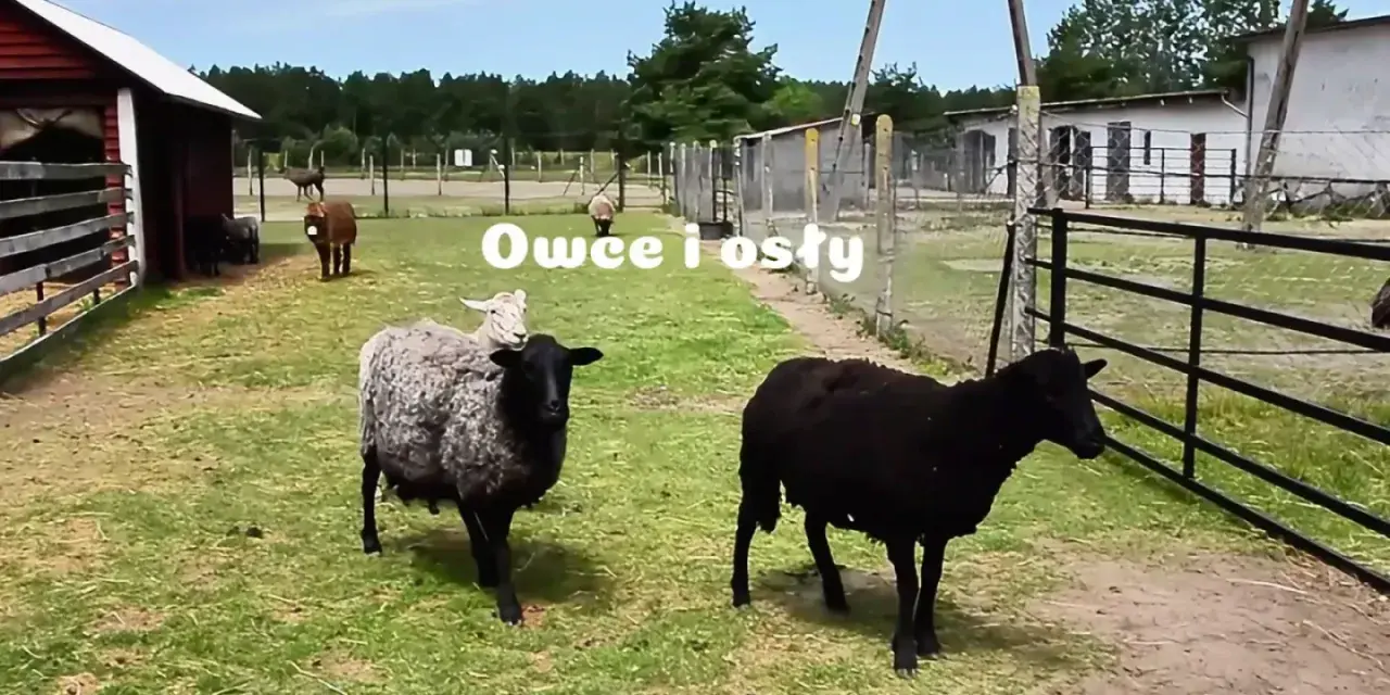 Na farmie strusi Kniewo pasą się owce i osły.