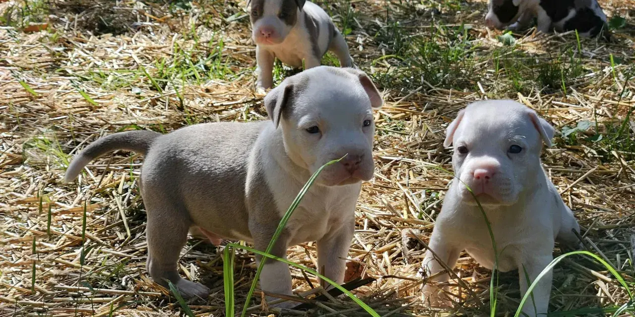 Quatre adorables chiots Staffordshire Bull Terrier explorent l'herbe sèche.