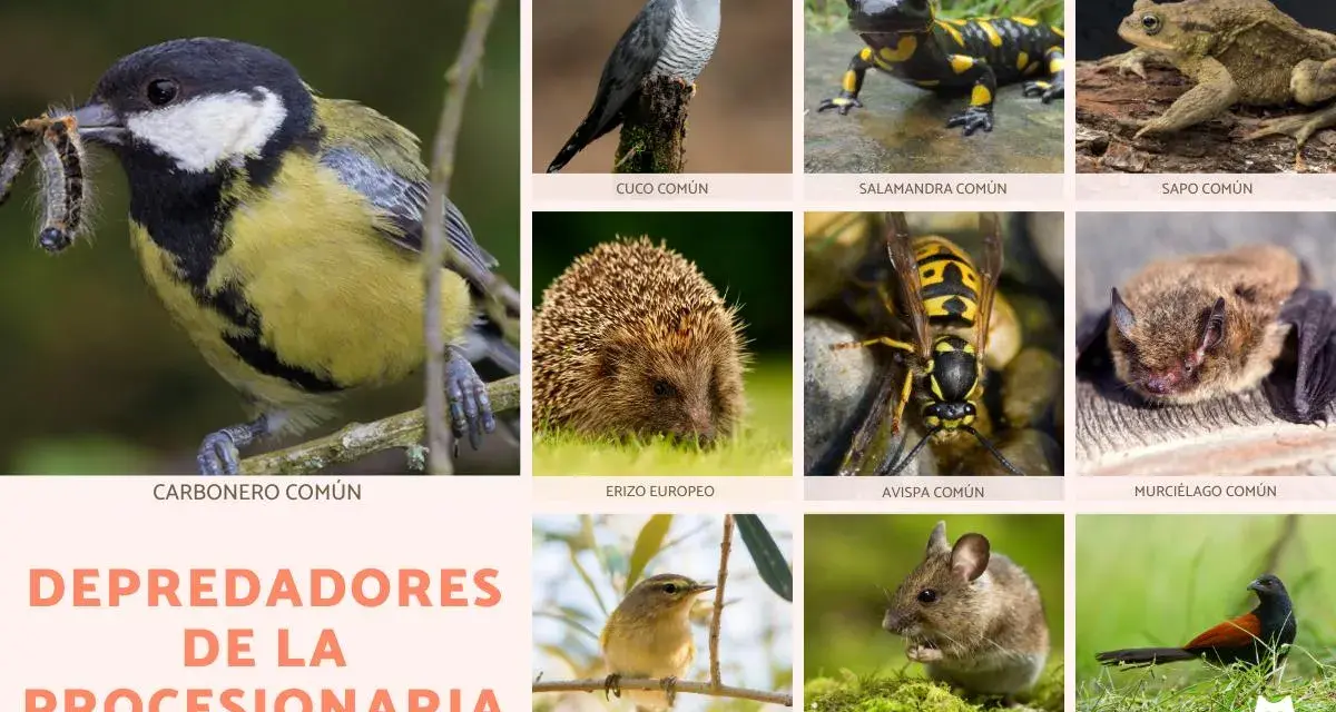 Carbonero común capturando orugas, junto a otros animales como erizo, avispa y murciélago, todos depredadores de la procesionaria.