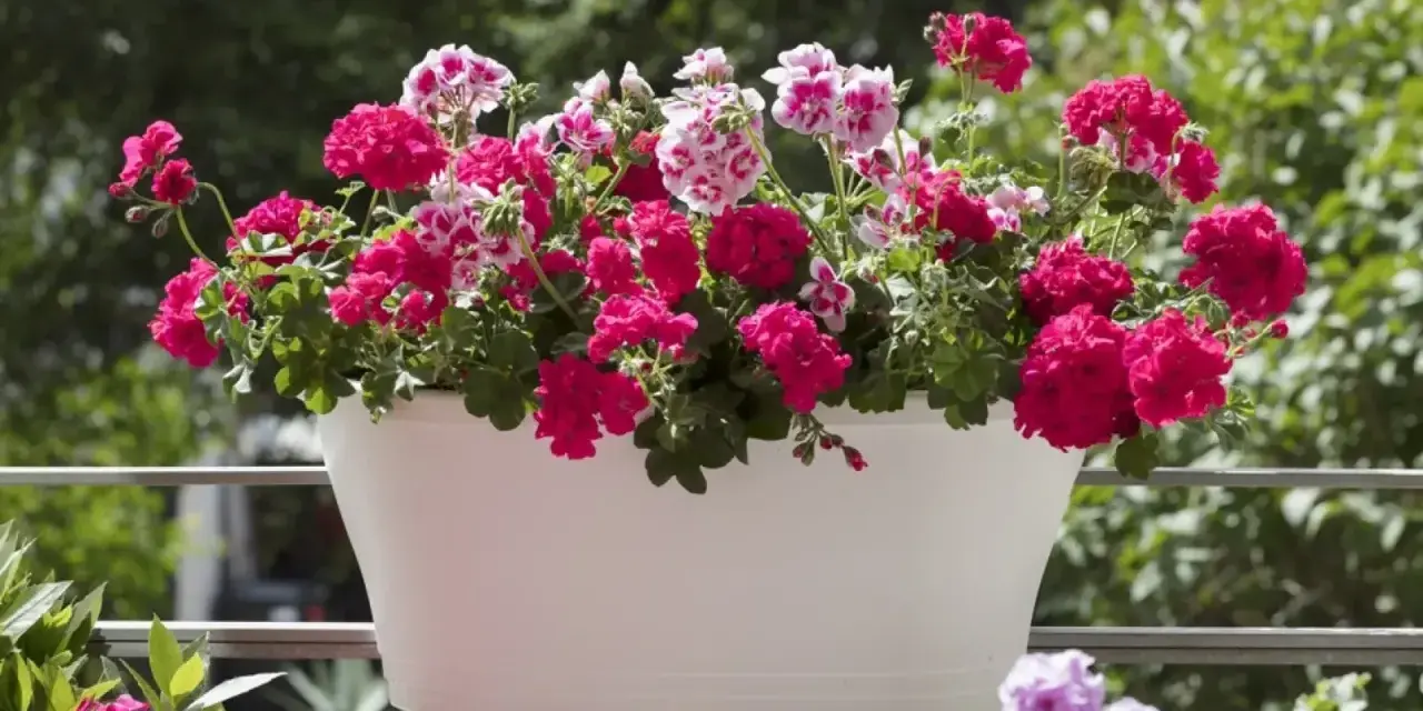 Biała skrzynka pełna kwitnących pelargonii na balkonie. Krwistoczerwone i różowo-białe kwiaty tworzą barwną kompozycję, ciesząc oko w słoneczny dzień.