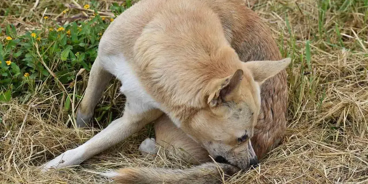 Perro de pelaje claro se rasca la cola, quizás buscando cómo son las pulgas.