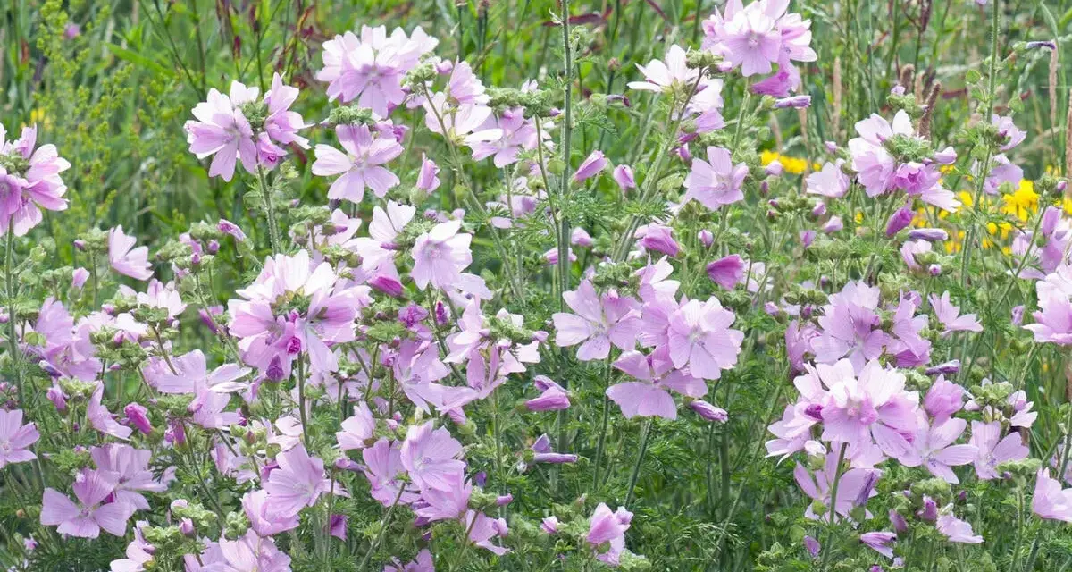 Ein Feld voller zarter, hellrosa Blüten der Moschus-Malve.