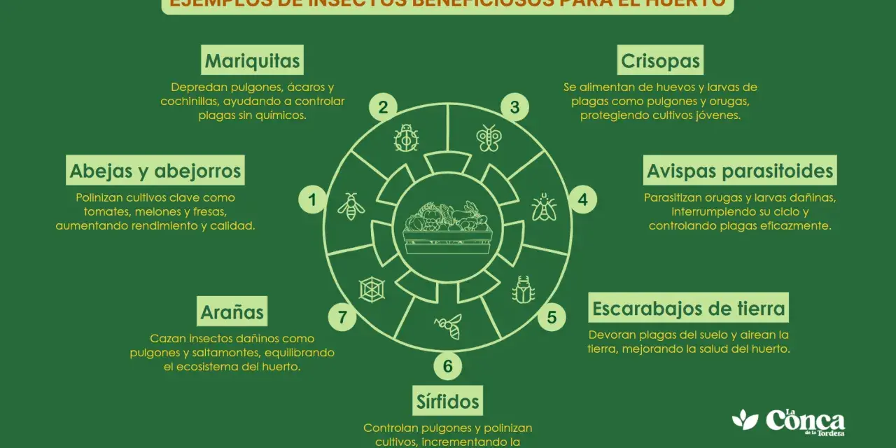 Diagrama de insectos beneficiosos para el huerto: mariquitas, abejas, arañas, sírfidos, crisopas, avispas parasitoides y escarabajos de tierra.