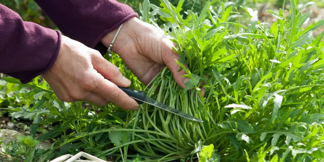 Hände ernten frischen Rucola. Ein Messer schneidet die Stiele der Rucola Pflanzen, bereit für die Küche.