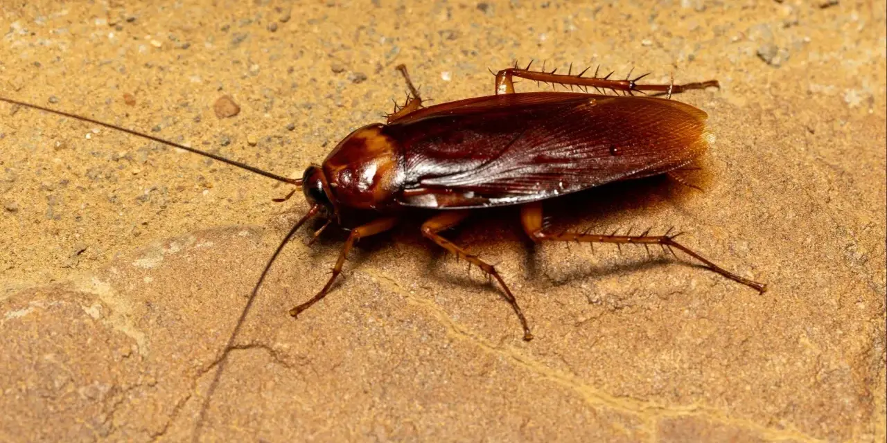 Una cucaracha común, con sus antenas largas y patas espinosas, se arrastra sobre una superficie rocosa de color ocre.