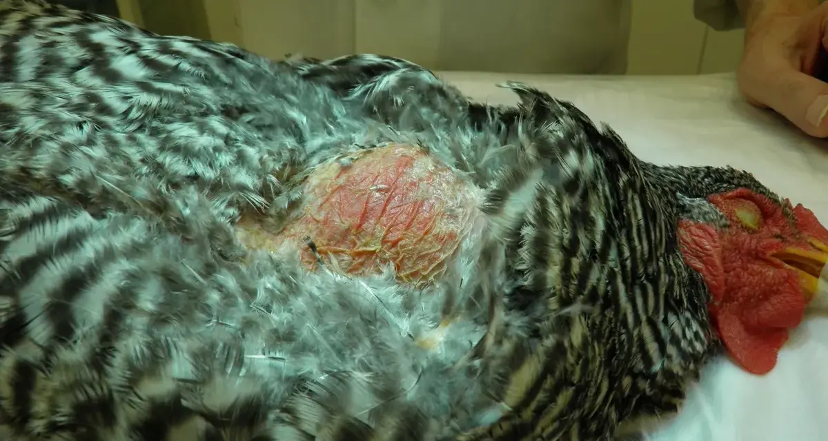 Gallina con gozzo infiammato, piume grigie e bianche, testa rossa.
