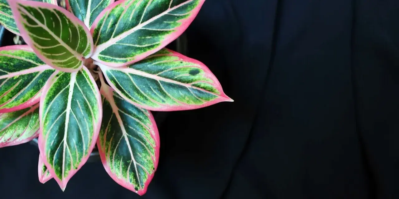Aglaonema odmiany o liściach zielonych z różowymi obrzeżami i jasnymi żyłkami, na tle czarnego materiału.