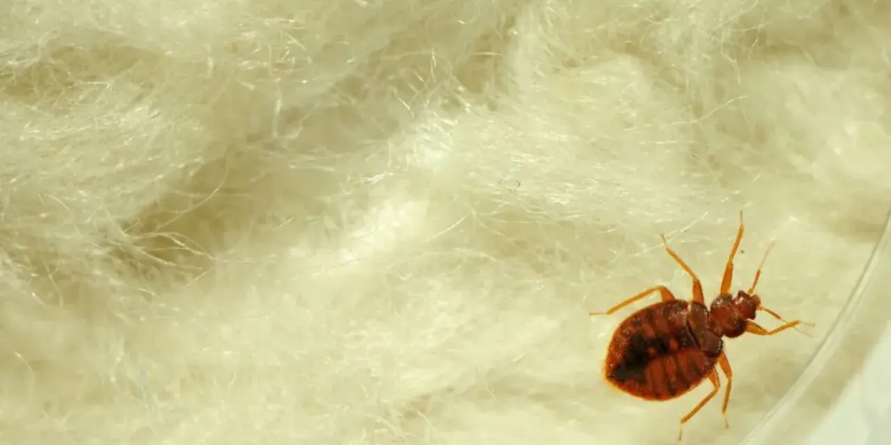 Un insecto, una chinche, se arrastra sobre material blanco y esponjoso. Si tienes chinches, esto es lo que hacer.