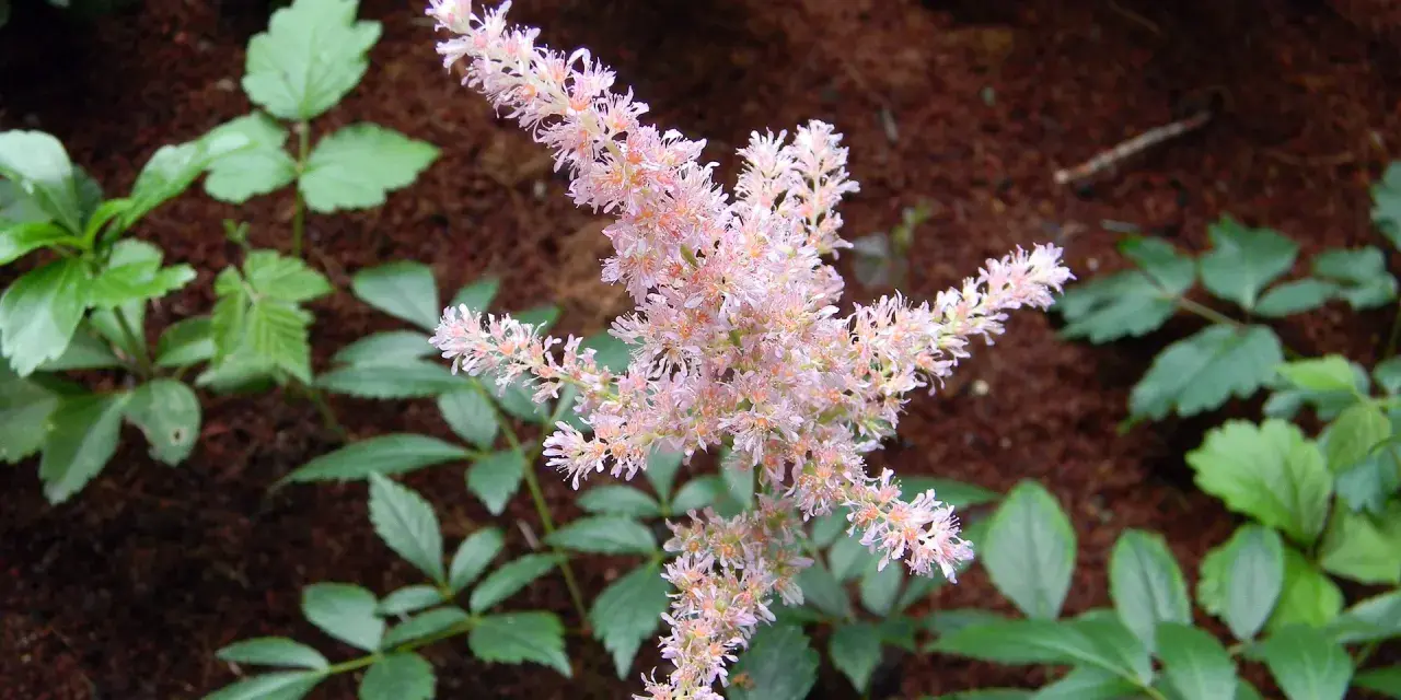 En fluffig, ljusrosa astilbe i kruka blommar vackert bland gröna blad och mörk jord.