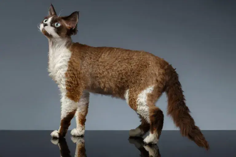 Czarny Devon Rex - unikalne cechy, pielęgnacja i historia rasy
