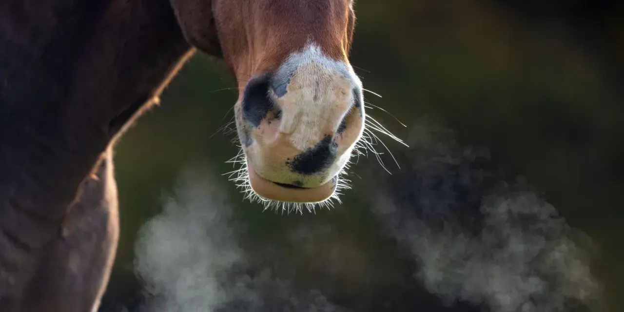 Gros plan sur le museau d'un cheval. De la vapeur s'échappe de ses narines, comme si ce cheval transpirait sans rien faire, peut-être à cause du froid.