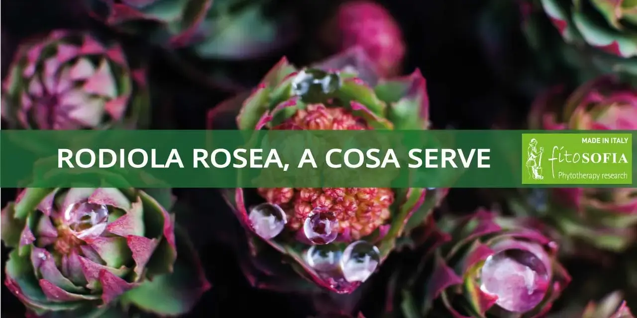 Rodiola rosea, a cosa serve? Scopri i benefici di questa pianta adattogena con gocce d'acqua sulle foglie.