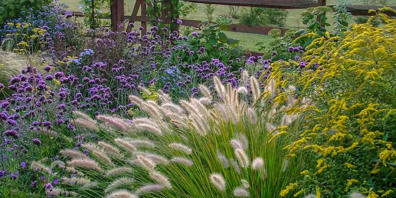 Ein modernes Blumenbeet mit lila und gelben Blüten, Gräsern und einem Holzzaun im Hintergrund.