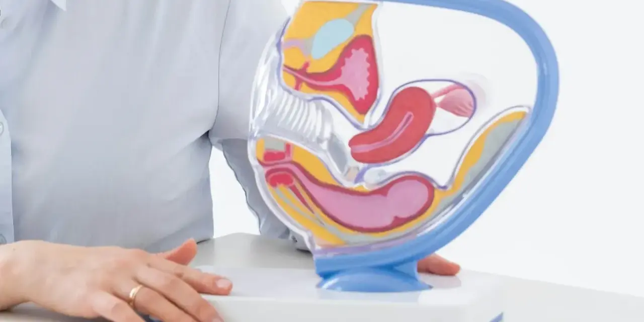 Model anatomiczny narządów rodnych kobiety. W tle osoba w jasnej koszuli, która może wyjaśniać procedurę biopsji endometrium.