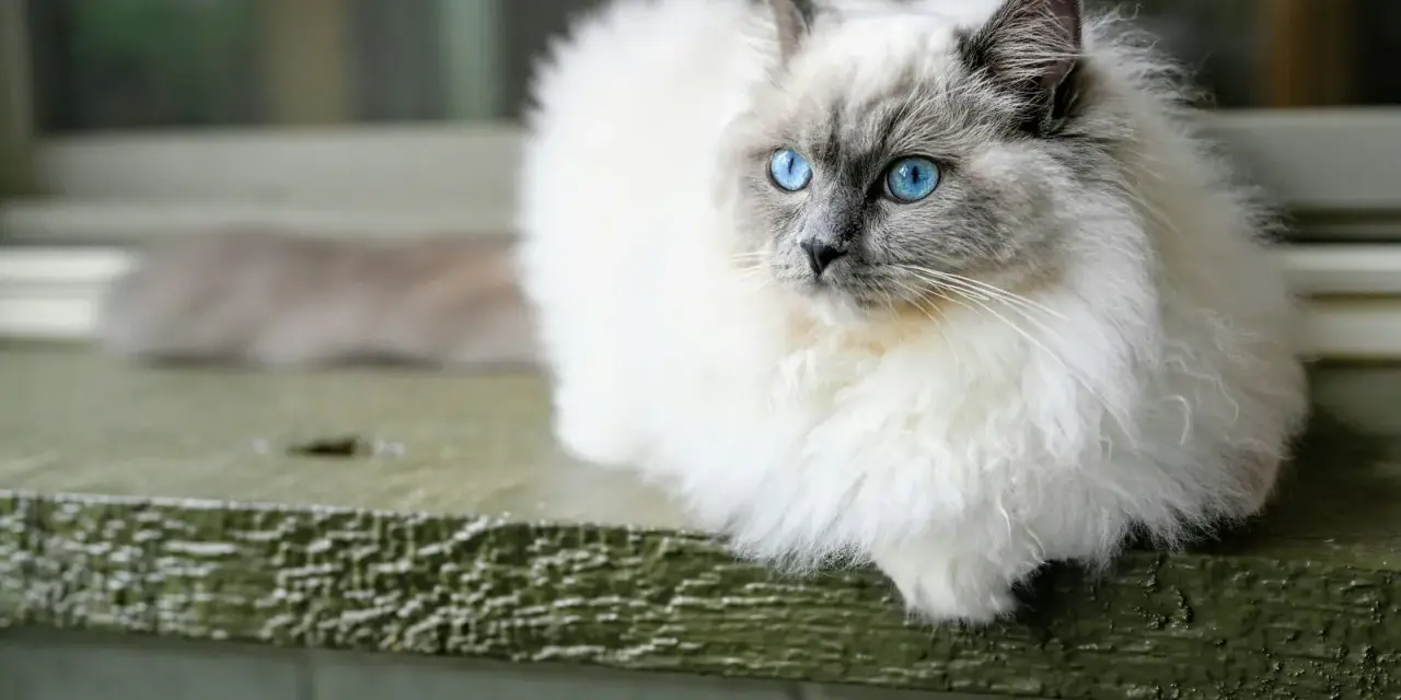 Piękny ragdoll wśród kotów, z niebieskimi oczami, siedzi na zielonej desce.
