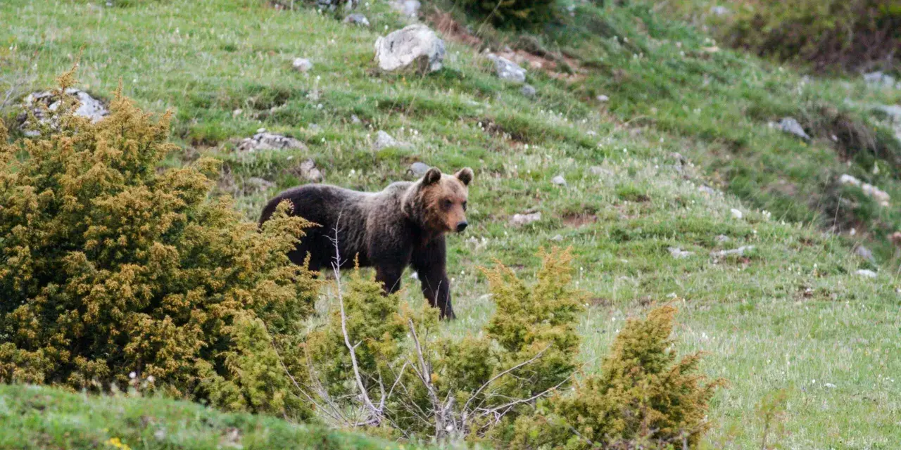 Un orso marsicano abruzzo passeggia su un prato verde tra arbusti.