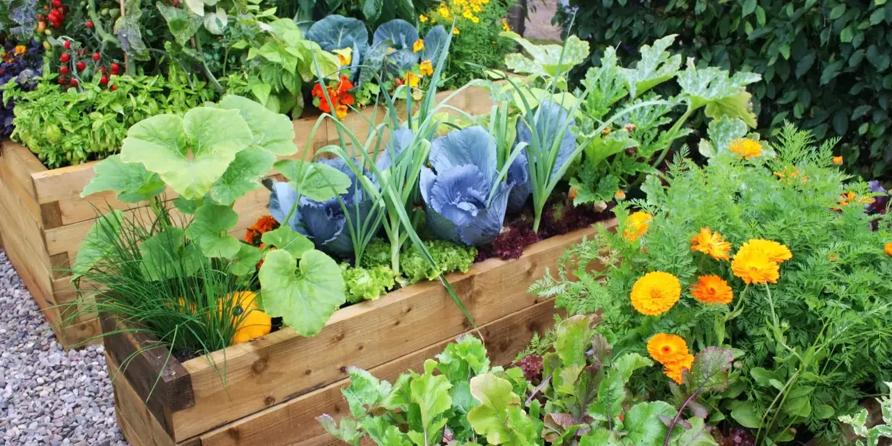 A vibrant raised garden bed shows how to grow vegetables like cabbage, lettuce, tomatoes, and squash, interspersed with bright orange marigolds.