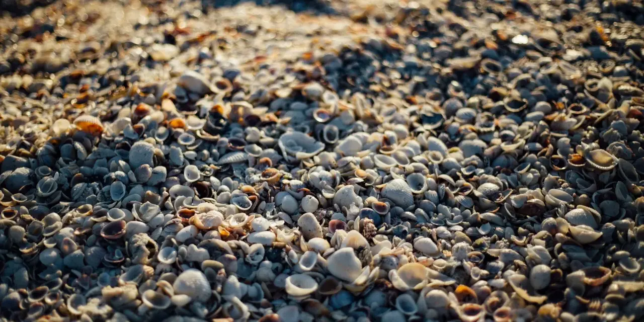 Zbliżenie na plażę usianą małymi, różnorodnymi muszlami morskimi w świetle słonecznym.
