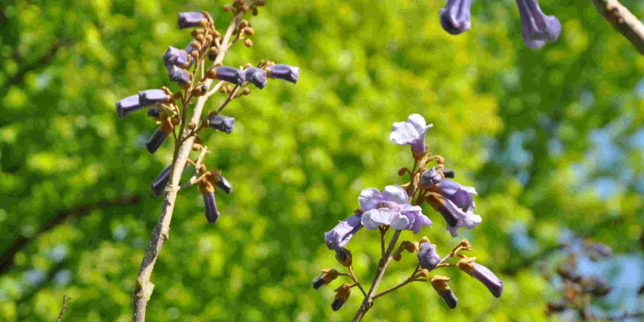 Lila blommor på ett träd, kanske ett kejsarträd i Sverige, mot en suddig grön bakgrund.