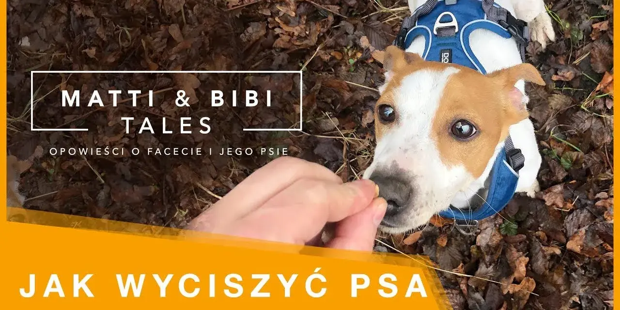 Jak wytresować psa żeby nie gryzł i cieszyć się spokojem w domu