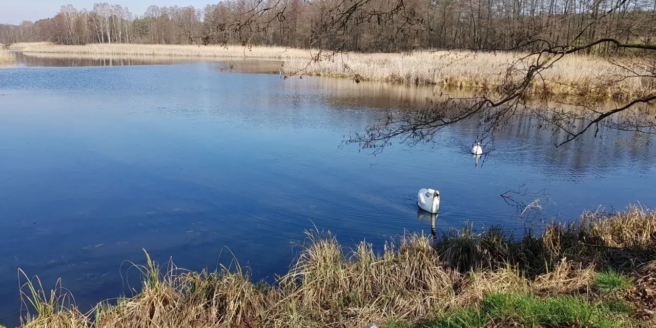 Dwa łabędzie pływają po spokojnym jeziorze Niesłysz. W tle trzciny i drzewa odbijają się w wodzie.