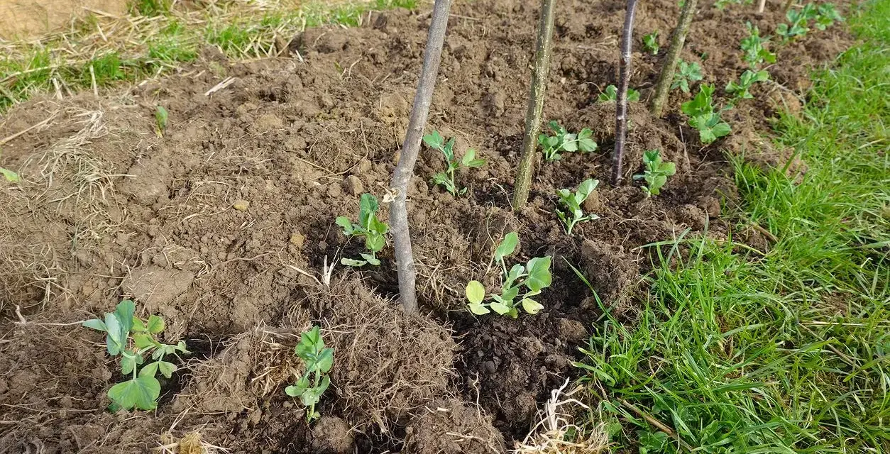 Młode sadzonki grochu wschodzą w ziemi, wspierane przez patyki. Czas wschodzenia ogórków jest inny, ale te roślinki już rosną.