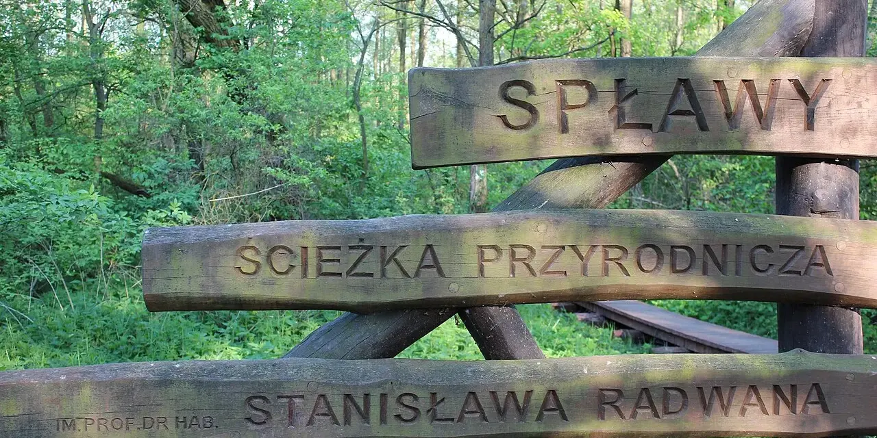 Drewniany drogowskaz "Ścieżka przyrodnicza Spławy" w lesie.