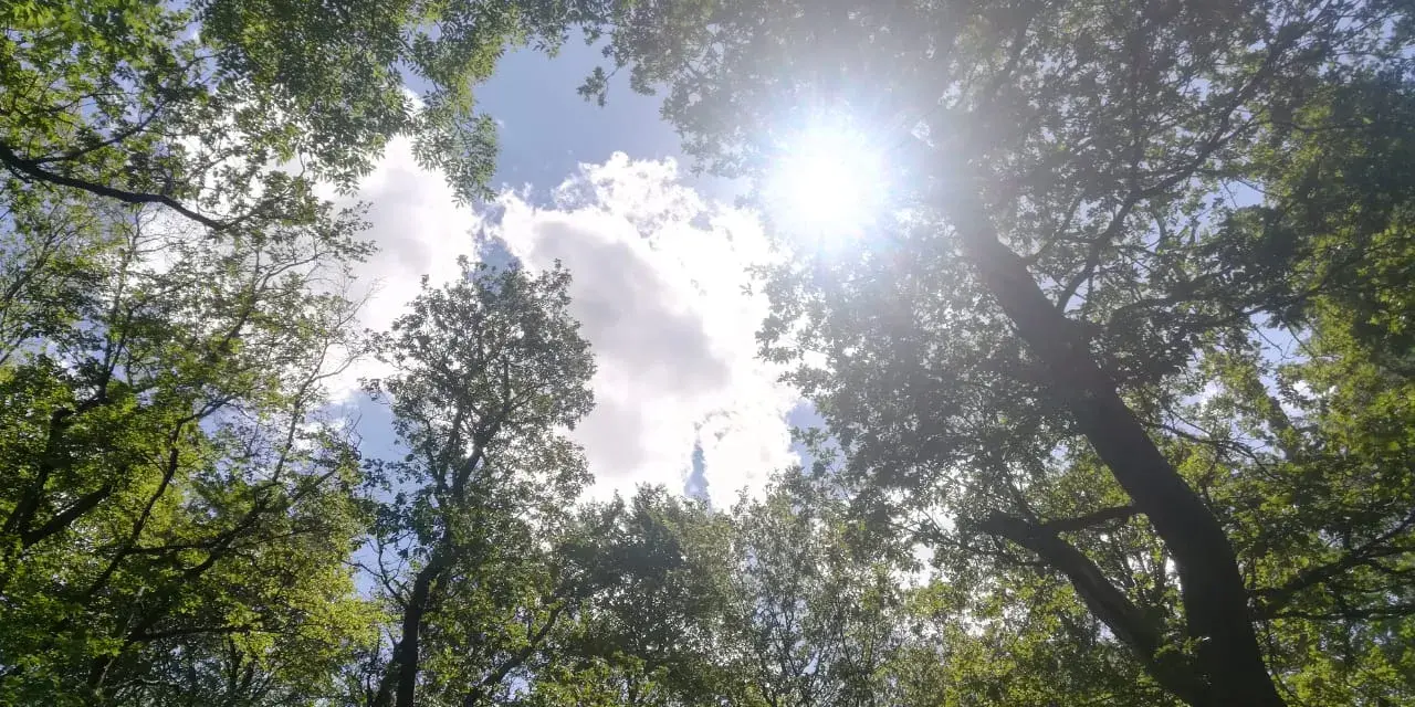Sonnenstrahlen brechen durch das Blätterdach eines Waldes, wie in Psalm 31 beschrieben. Ein friedlicher Anblick.