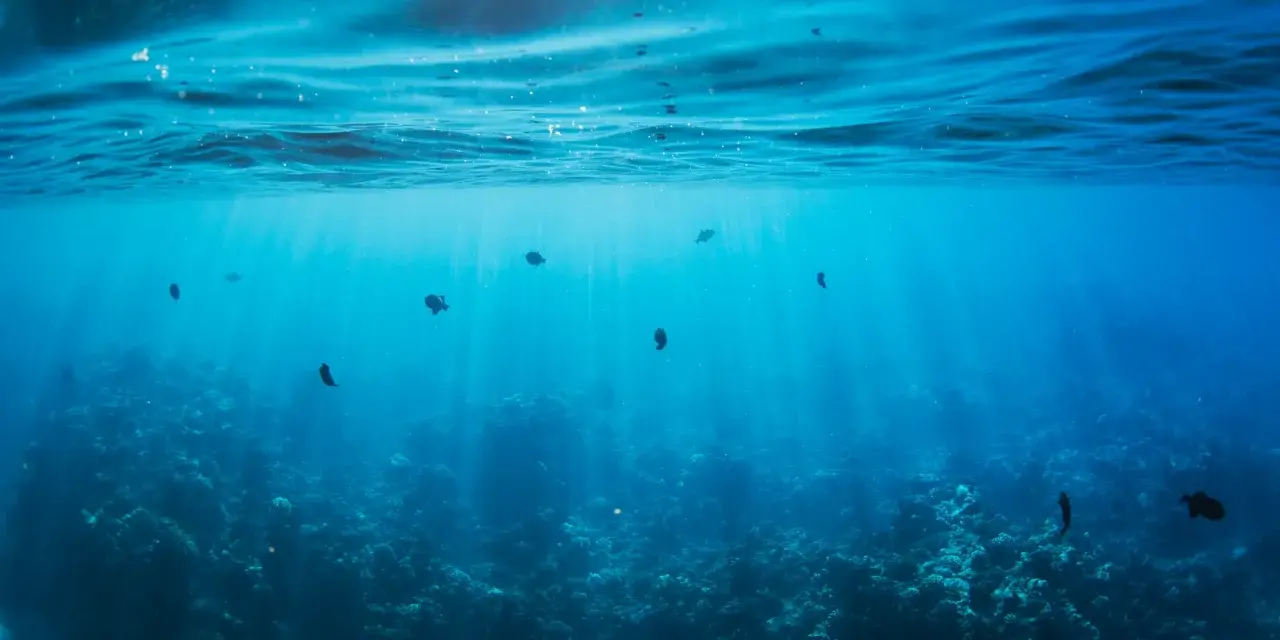 Photographie sous-marine de poissons nageant dans des eaux bleues claires, avec des rayons de soleil traversant la surface.