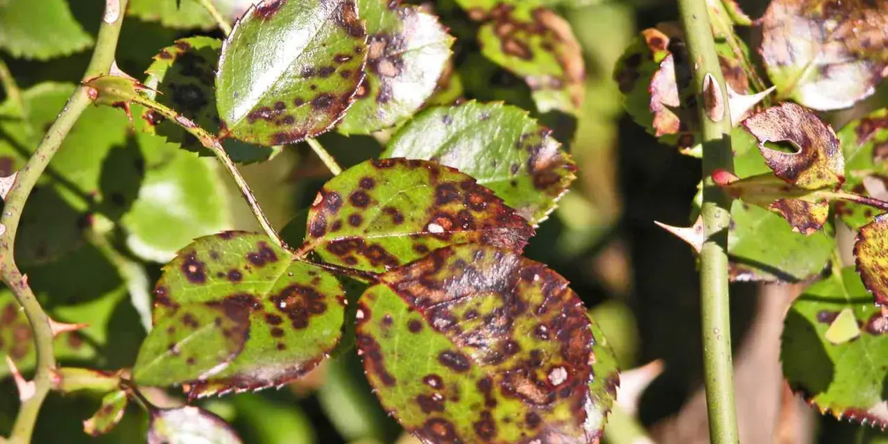 Hojas de rosal con manchas oscuras, síntoma de la negrilla. Espinas afiladas adornan el tallo verde.