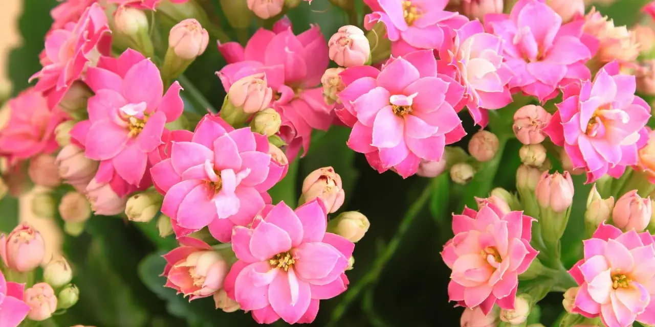 Flores de kalanchoe rosadas, símbolo de esperanza y perseverancia. Su kalanchoe significado espiritual es profundo.