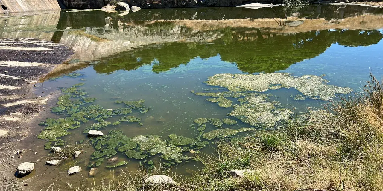 Agua verdosa con algas flotantes, indicativo de eutrofización del agua, cerca de una presa de hormigón.