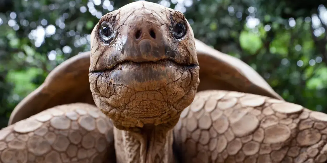 Primer plano de una tortuga gigante de Galápagos, cuya longevidad nos hace preguntarnos cuanto vive un galapago.