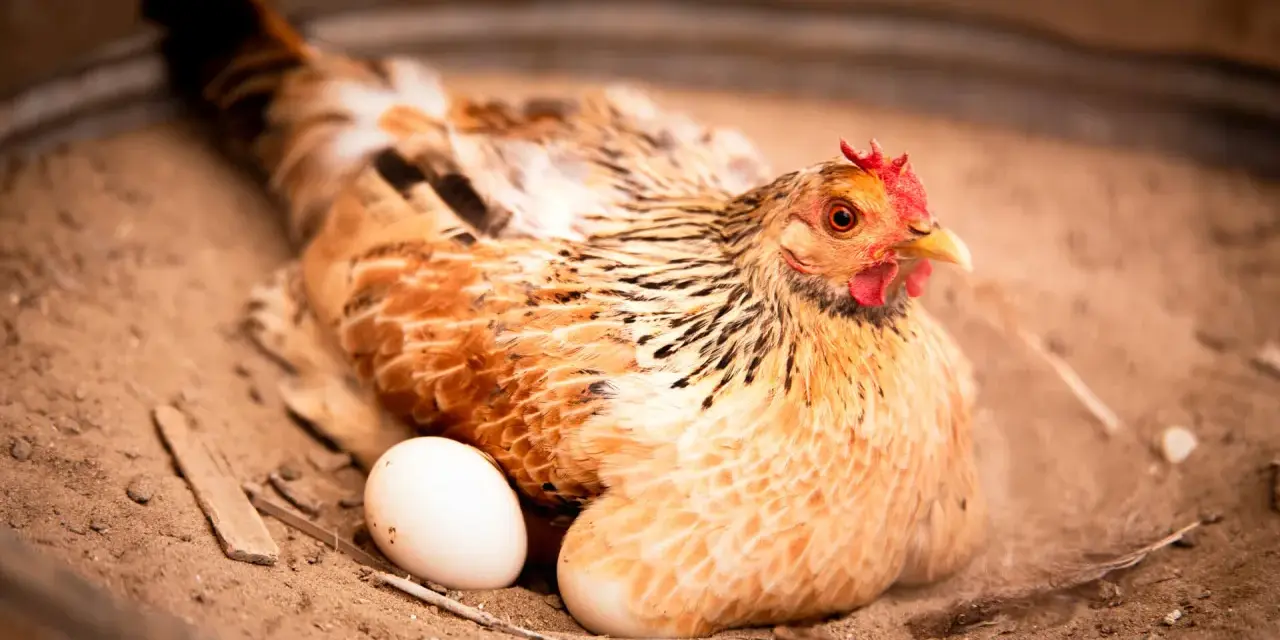 Gallina con un uovo accanto, forse si chiede a che ora fanno le uova le galline.