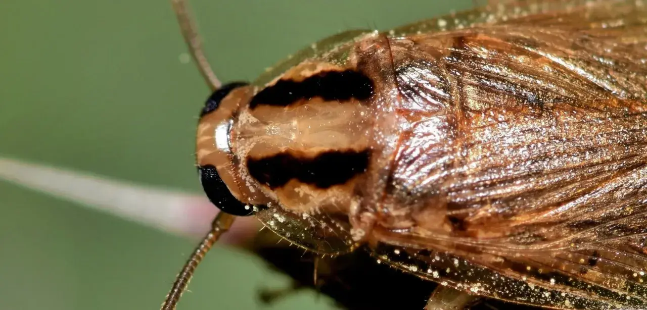 Primer plano de una cucaracha de campo con rayas oscuras en la cabeza y alas brillantes.