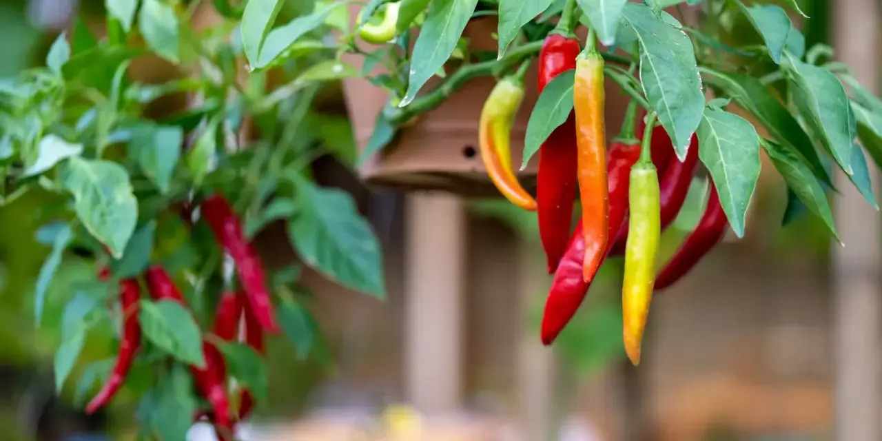 Chili sorter: röda, orange och gröna chilifrukter hänger mogna från en planta.